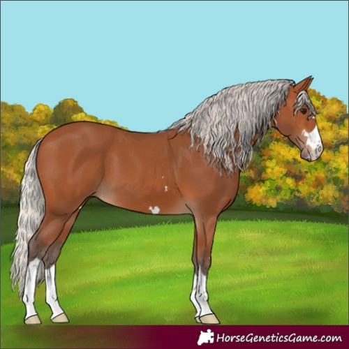 Horse Color:Silver Bay 