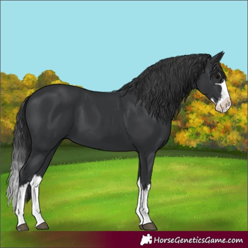 Horse Color:Black Splash 