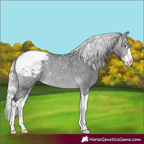 Horse Color:Silver Bay Chinchilla Splash Appaloosa 