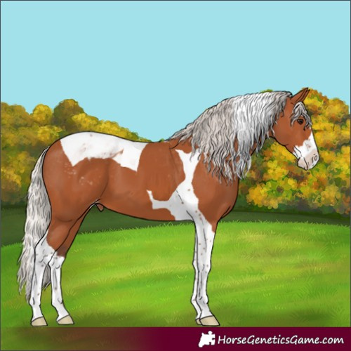 Horse Color:Silver Bay Splash Tobiano Appaloosa 