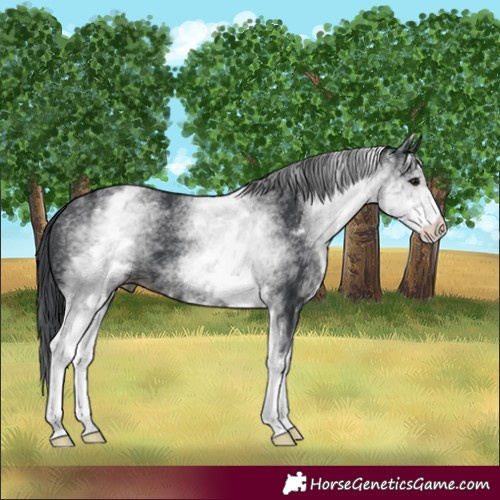 Horse Color:White Spotted Black 