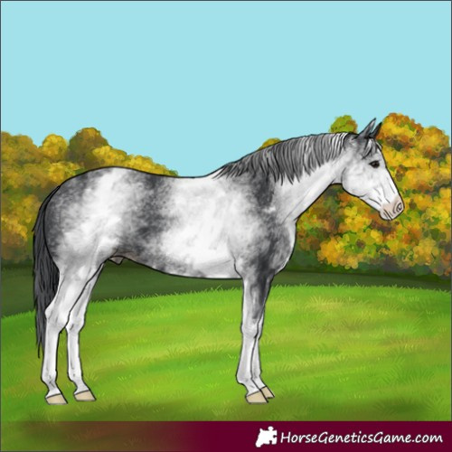 Horse Color:White Spotted Black