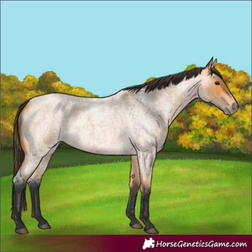 Horse Color:Unknown 