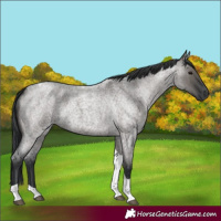Horse Color:Grullo Roan Tobiano