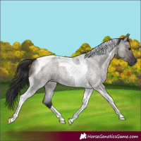 Horse Color:Grullo Roan Tobiano 