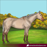 Horse Color:Silver Bay Dun 