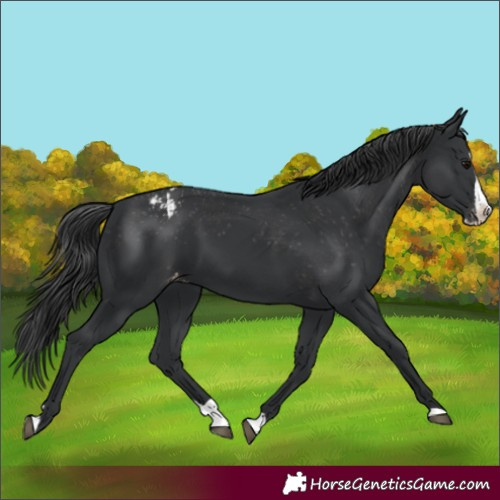 Horse Color:Black Splash Appaloosa Rabicano 