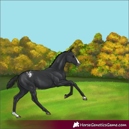 Horse Color:Black Splash Appaloosa Rabicano 