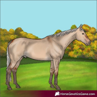 Horse Color:Silver Bay Dun 