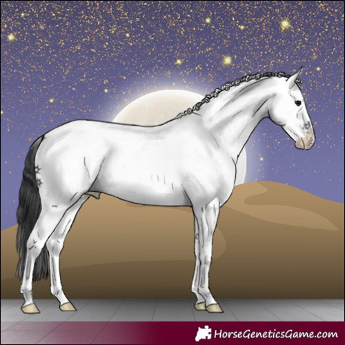 Horse Color:White Spotted Black Tobiano 