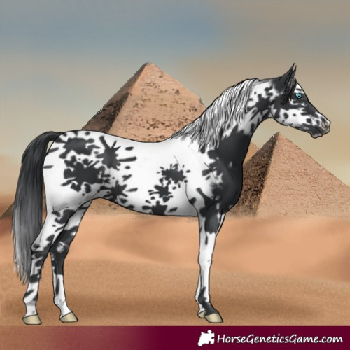 Horse Color:Black Splash Tobiano Frame 