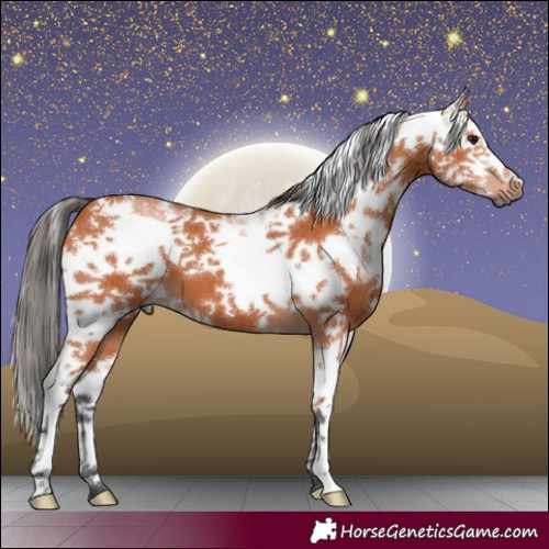 Horse Color:Bay Sabino Frame 
