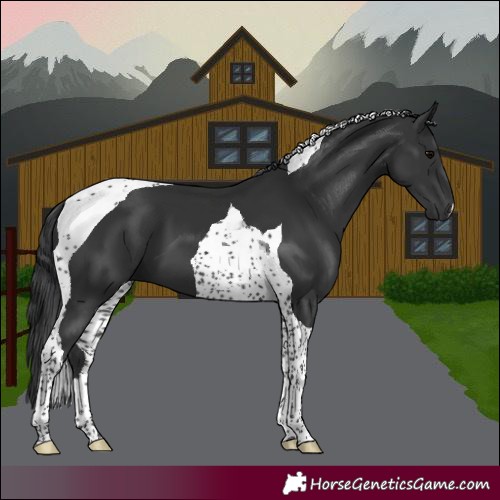 Horse Color:Black Tobiano 