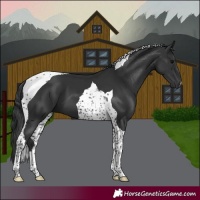 Horse Color:Black Tobiano