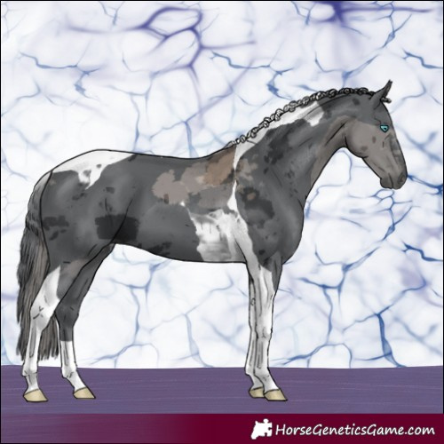 Horse Color:Black Merle Tobiano