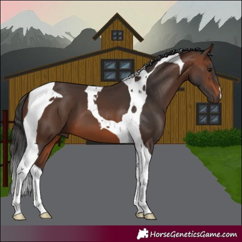 Horse Color:Brown Tobiano 