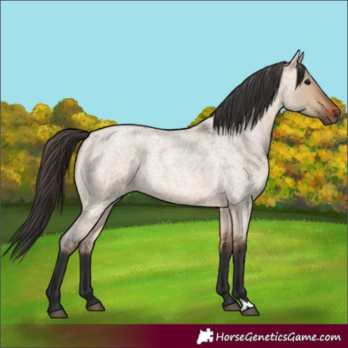 Horse Color:Bay Roan Dun 