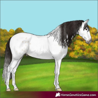 Horse Color:Gray Brown Dun Sabino Splash Tobiano Appaloosa