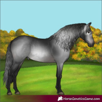 Horse Color:Gray White Spotted Brown Rabicano 