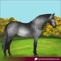 Horse Color:Gray White Spotted Brown Rabicano