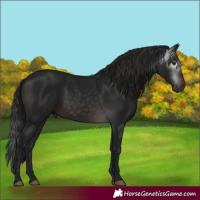 Horse Color:Gray White Spotted Brown Rabicano