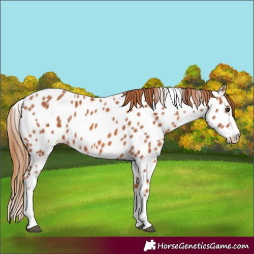 Horse Color:Chestnut Splash Appaloosa 