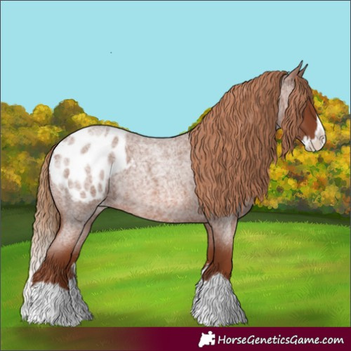 Horse Color:Red Roan Splash Appaloosa 