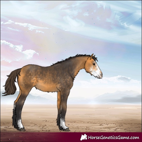 Horse Color:Buckskin Sabino 
