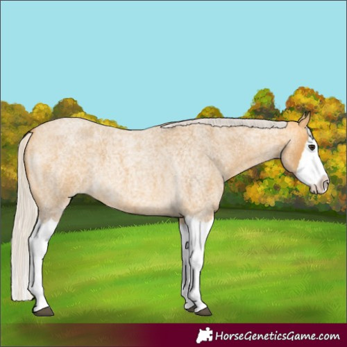 Horse Color:Silver Buckskin Roan Splash