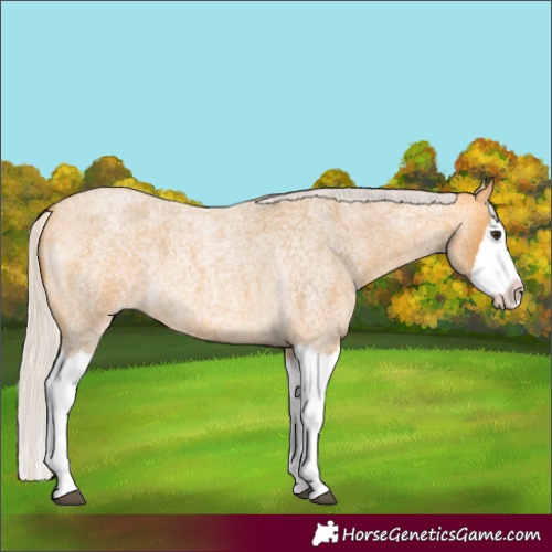 Horse Color:Silver Buckskin Roan Splash 