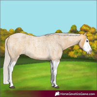 Horse Color:Silver Buckskin Roan Splash