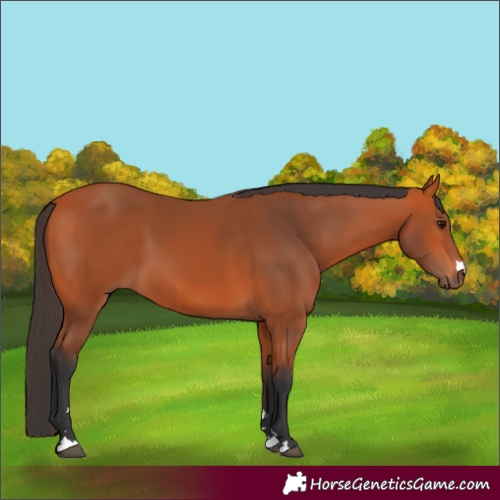 Horse Color:Bay 