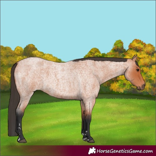 Horse Color:Bay Roan 