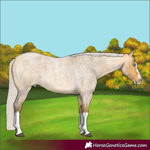 Horse Color:Silver Buckskin Roan Splash 