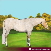 Horse Color:Silver Buckskin Roan Splash 