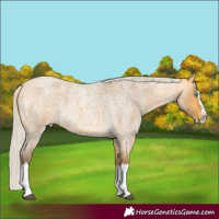 Horse Color:Silver Buckskin Roan Splash 