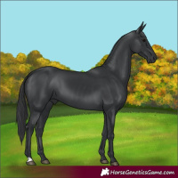 Horse Color:Black 