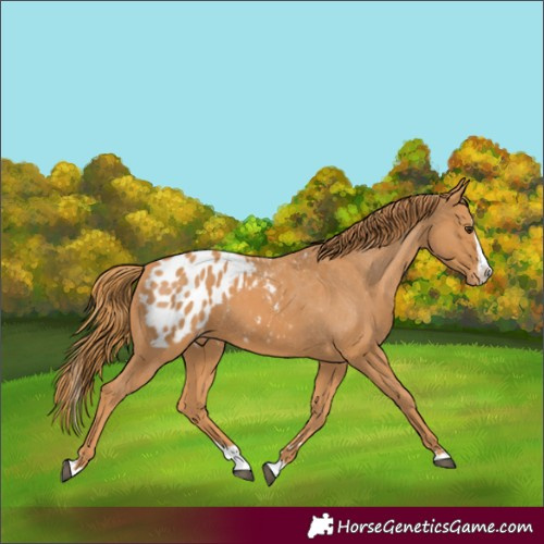Horse Color:Chestnut Splash Appaloosa