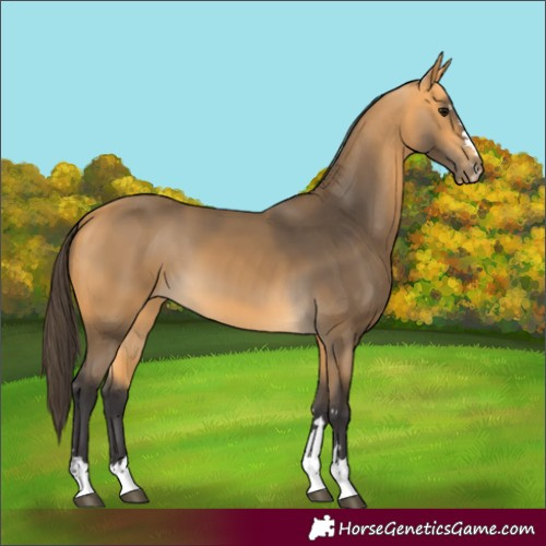 Horse Color:Buckskin 