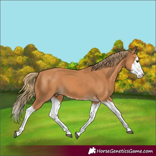 Horse Color:Chestnut Splash 