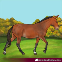 Horse Color:Bay 