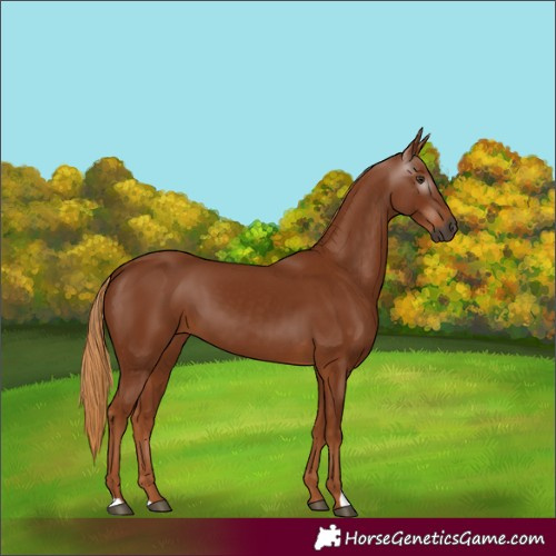 Horse Color:Gray Chestnut