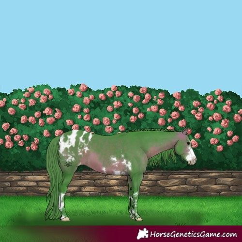 Horse Color:Watercolor Brown Appaloosa 