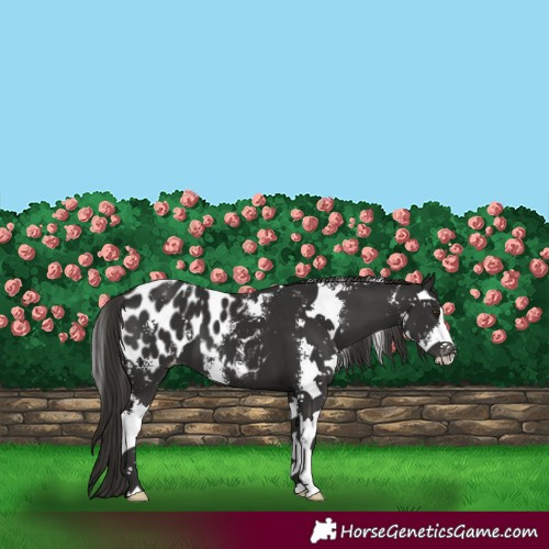 Horse Color:Liver Chestnut Sabino Appaloosa 