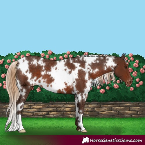 Horse Color:White Spotted Liver Chestnut Appaloosa 