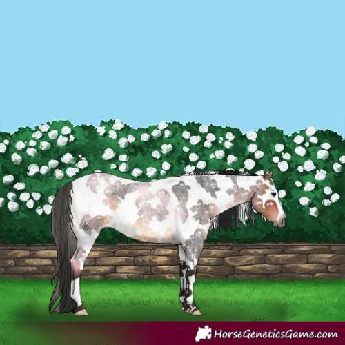 Horse Color:Gray White Spotted Buckskin Roan 