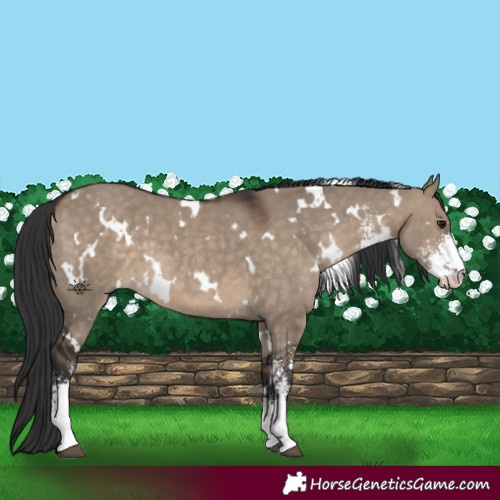 Horse Color:White Spotted Brown Dun Sabino 