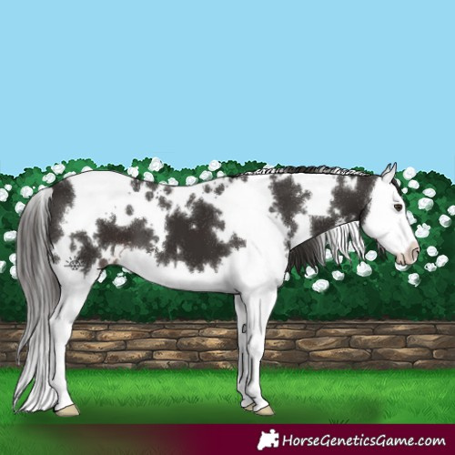Horse Color:White Spotted Liver Chestnut Splash 