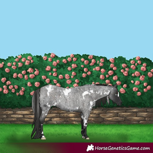 Horse Color:White Spotted Liver Red Roan 