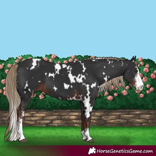 Horse Color:White Spotted Liver Chestnut Sabino 